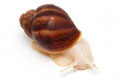 Archachatina puylaerti albino body juvenil 4cm